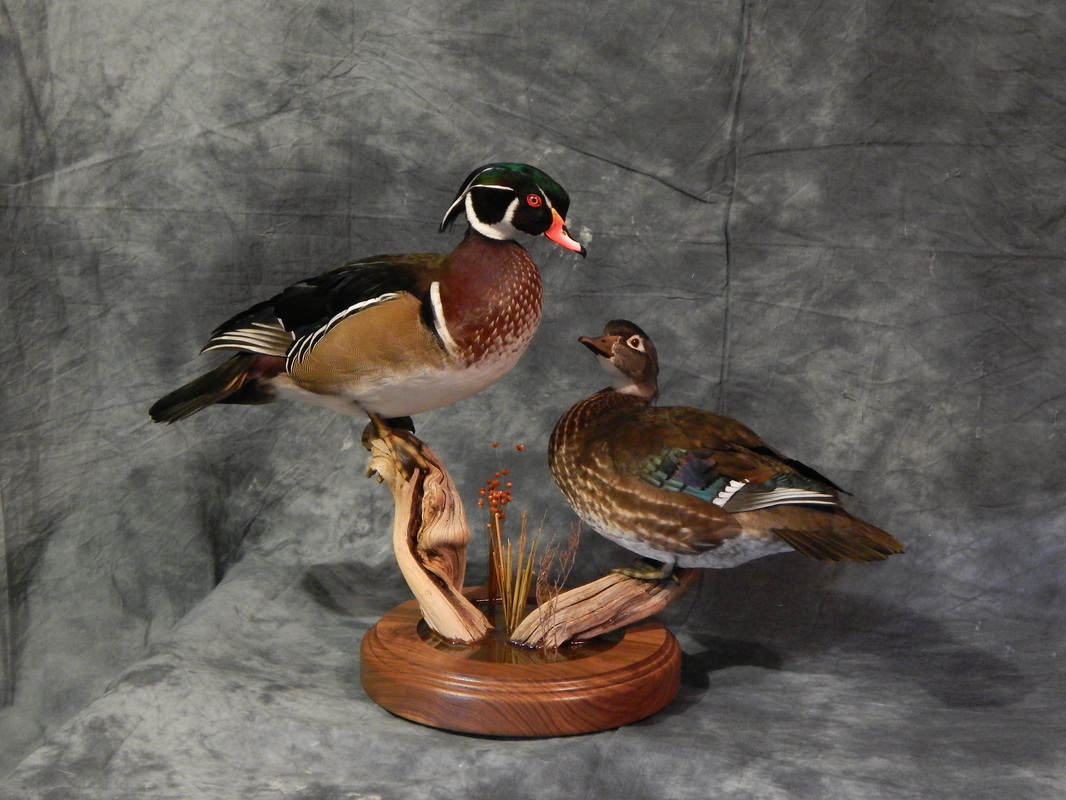 wood duck mounts ideas